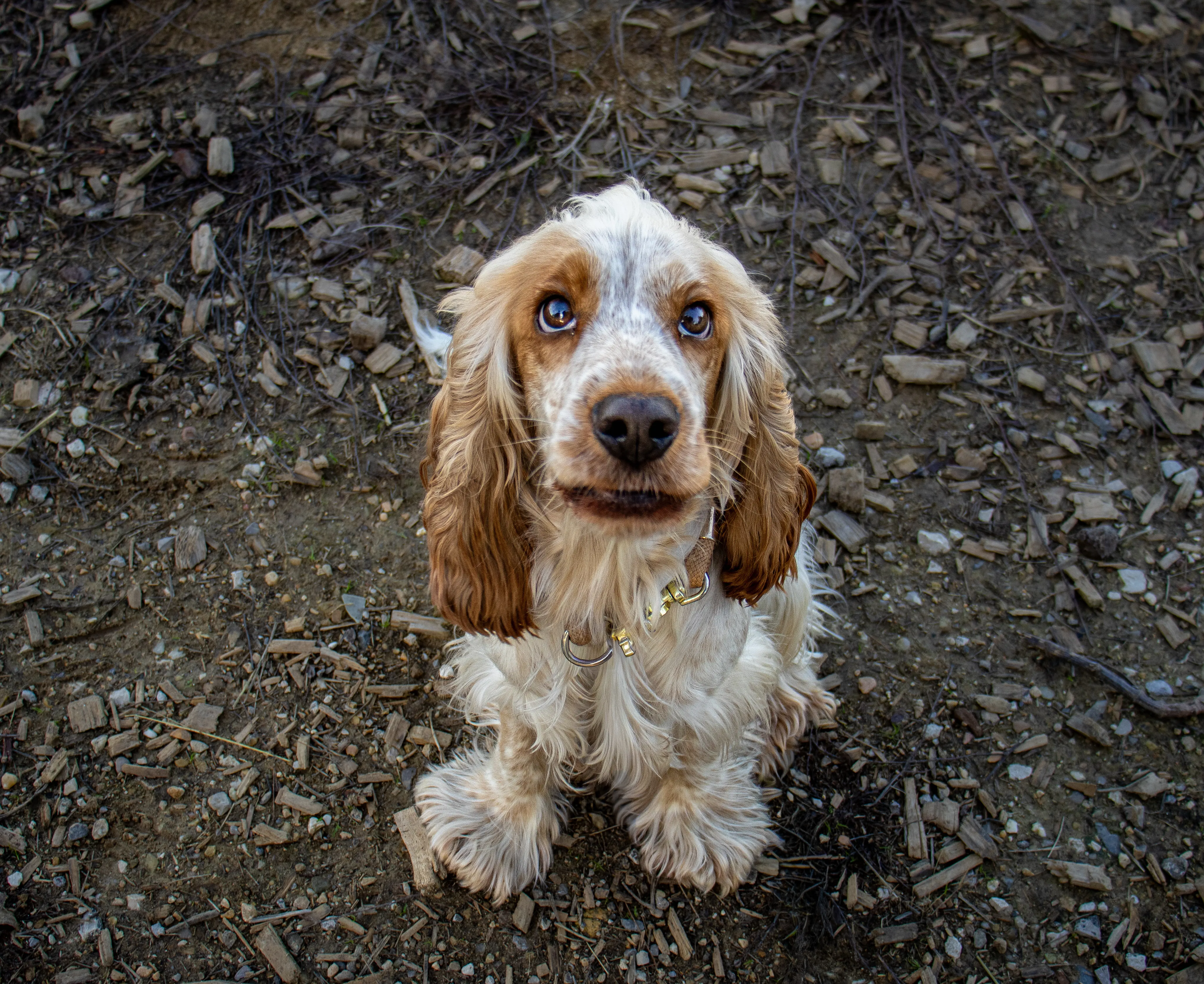Portrait canin