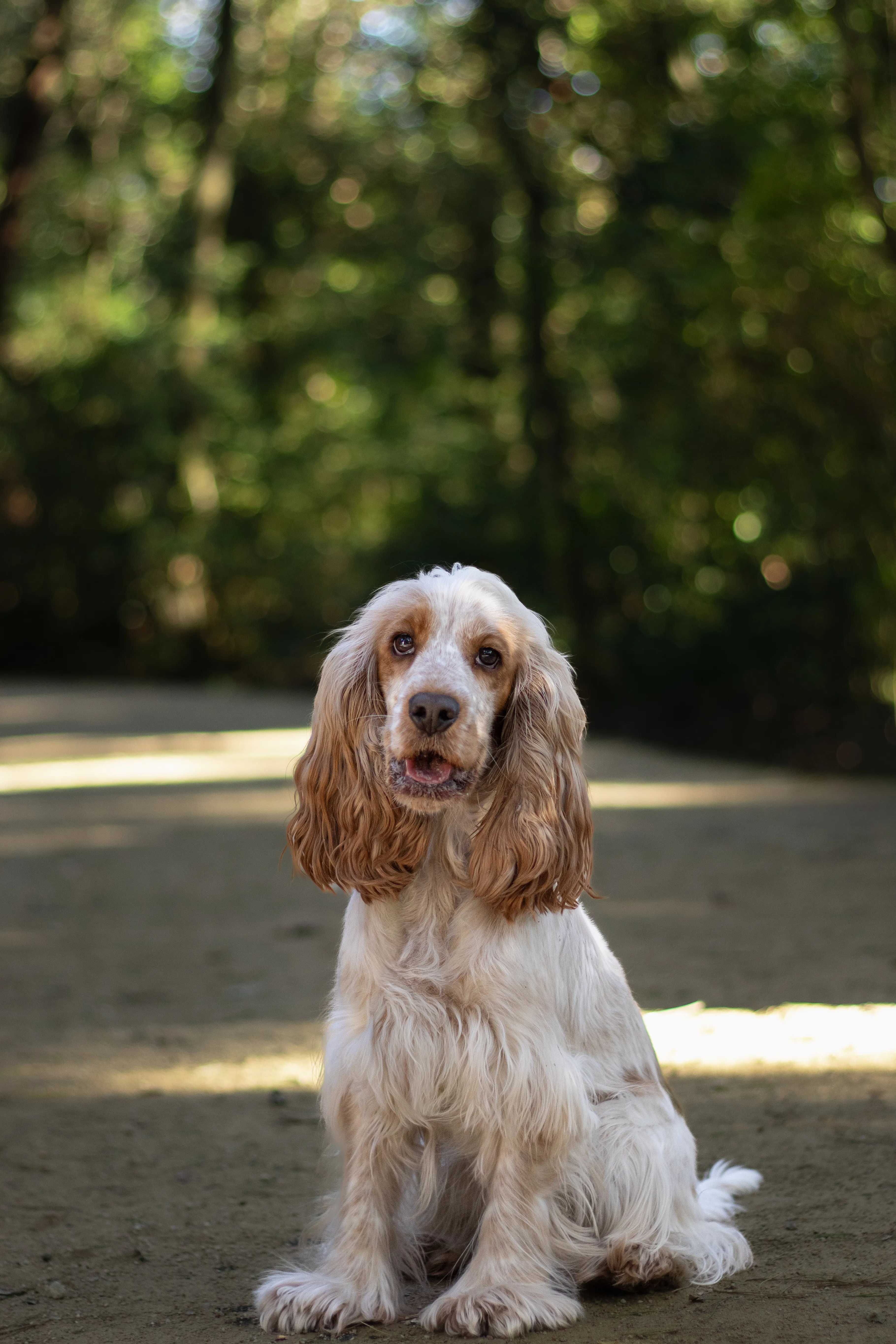 Portrait canin