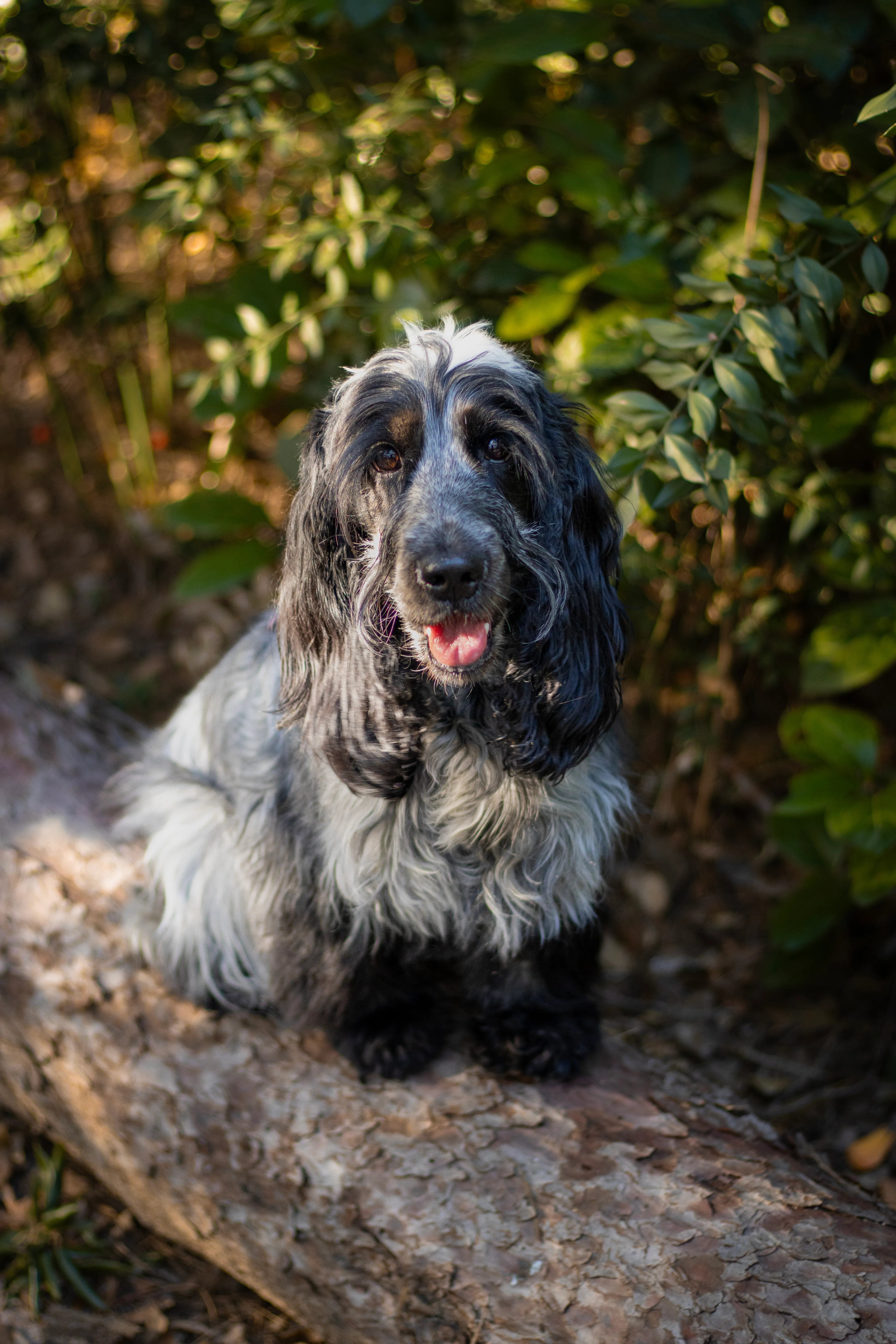 Portrait canin