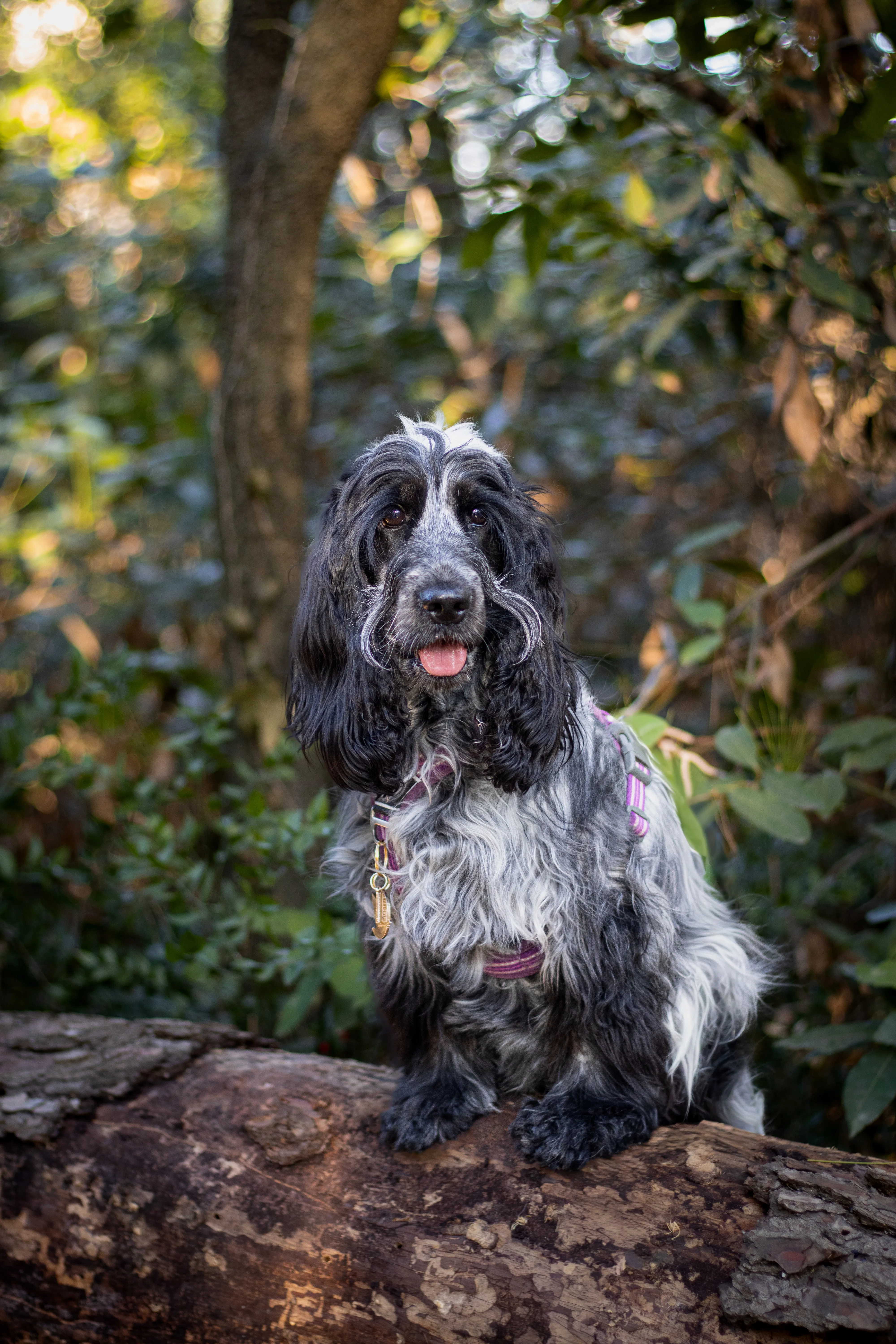 Portrait canin