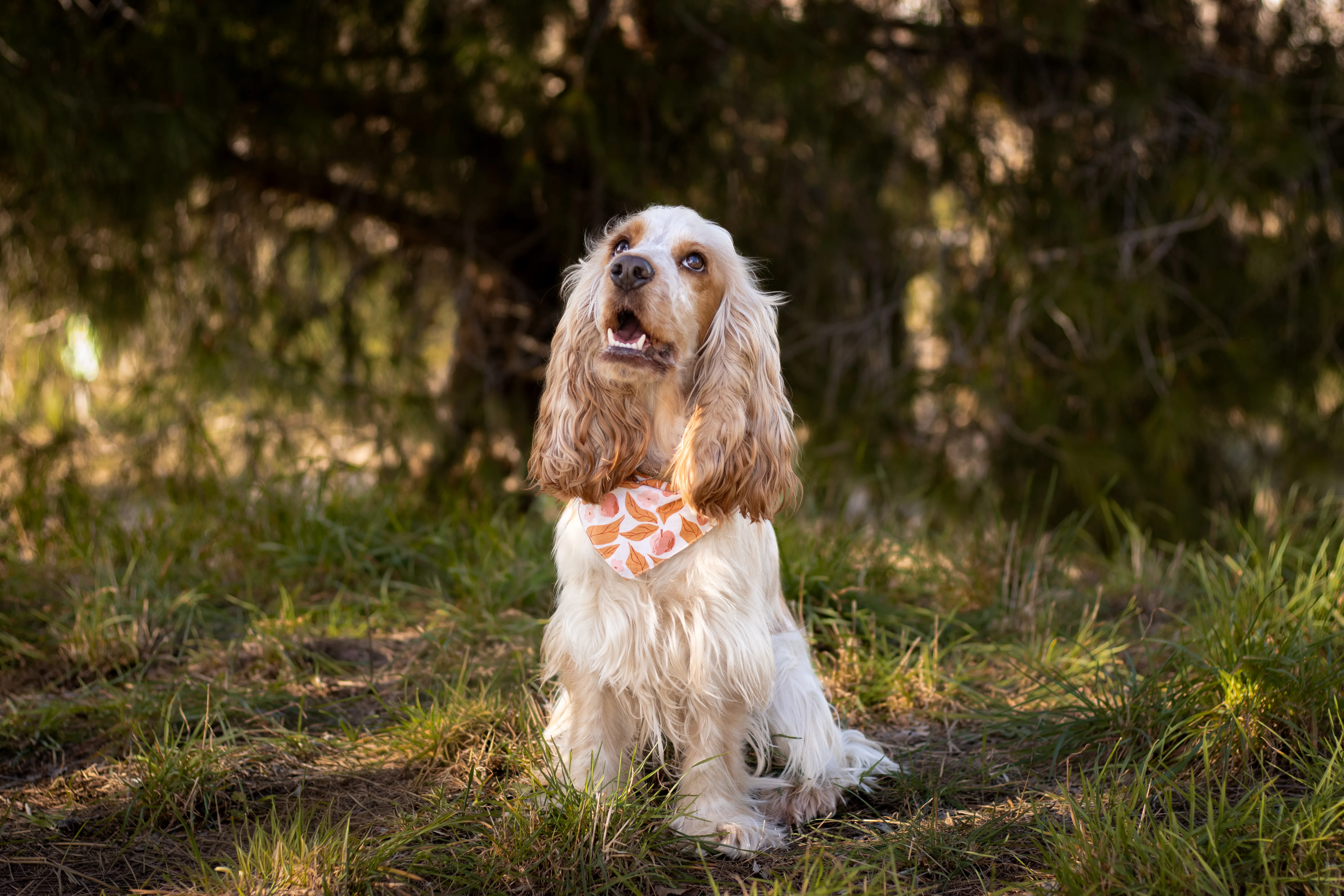 Portrait canin