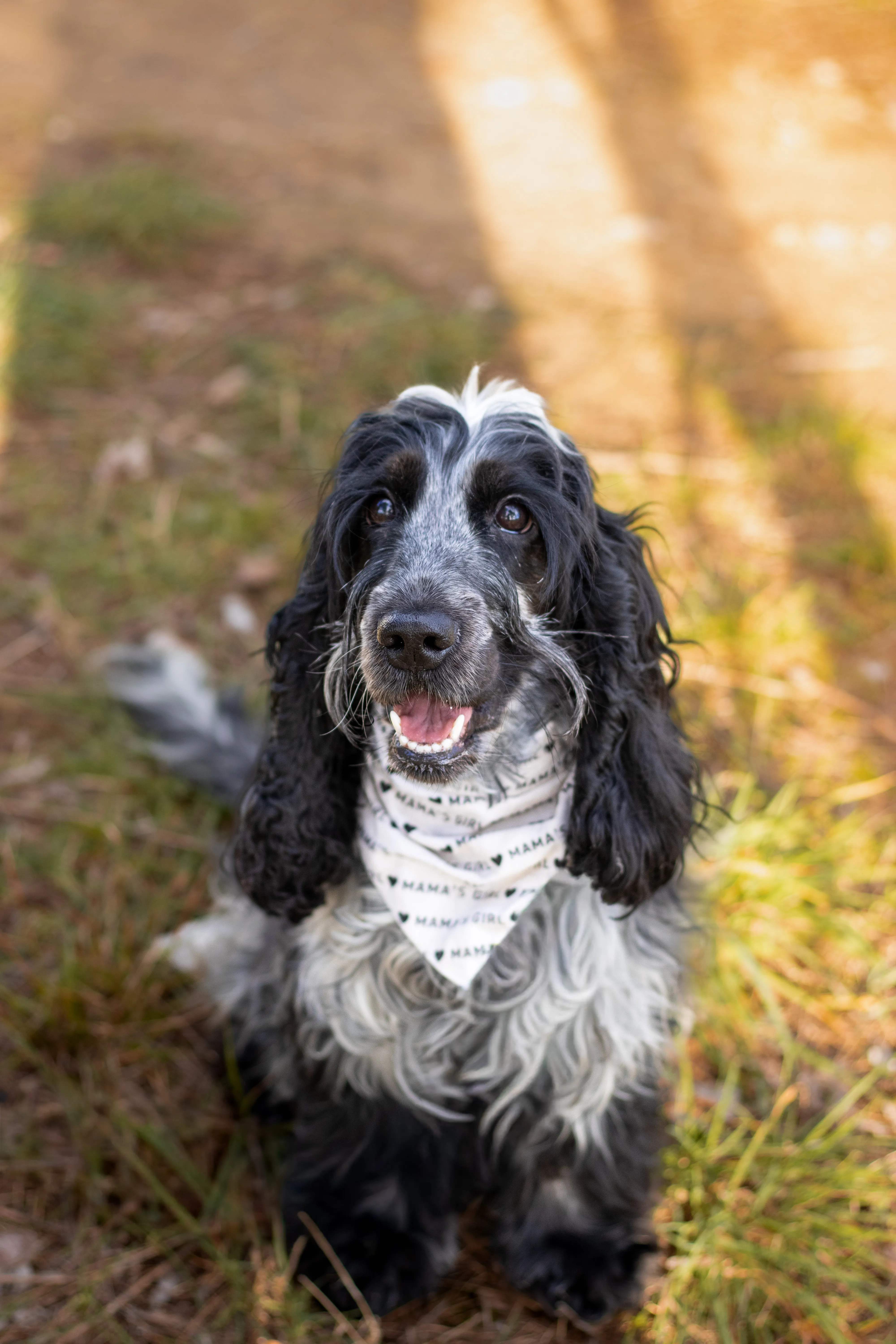Portrait canin