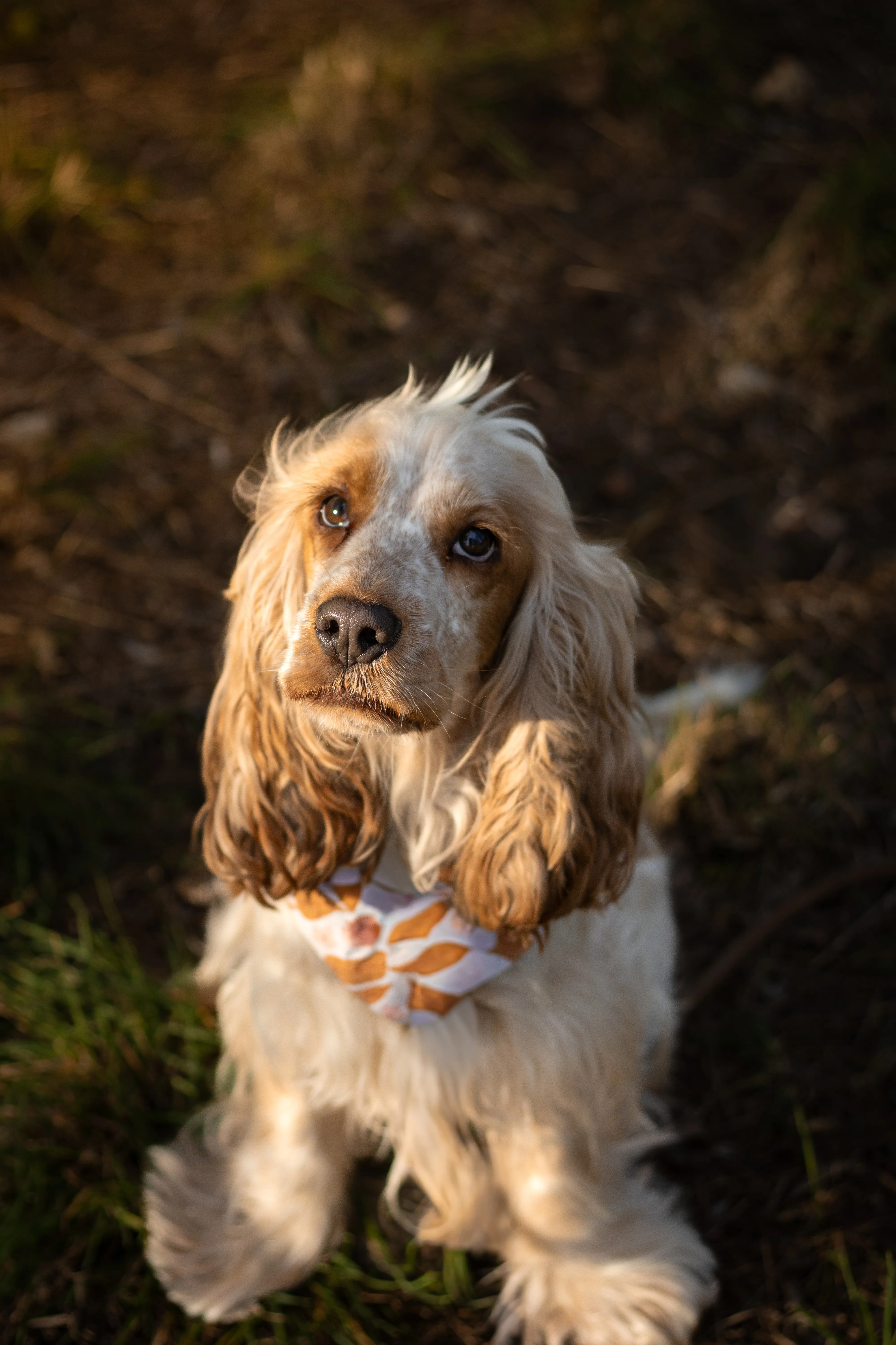 Portrait canin
