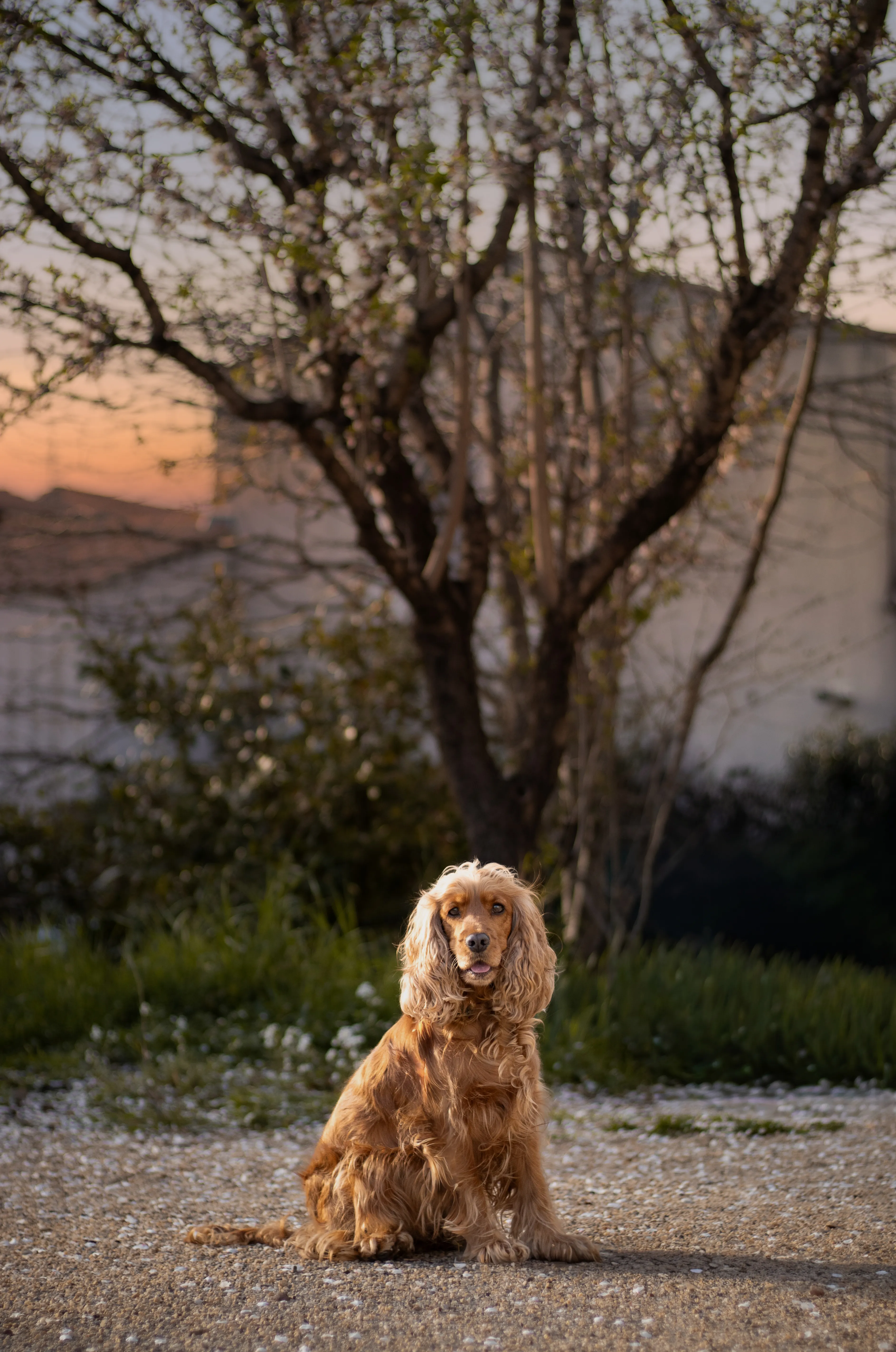 Portrait canin