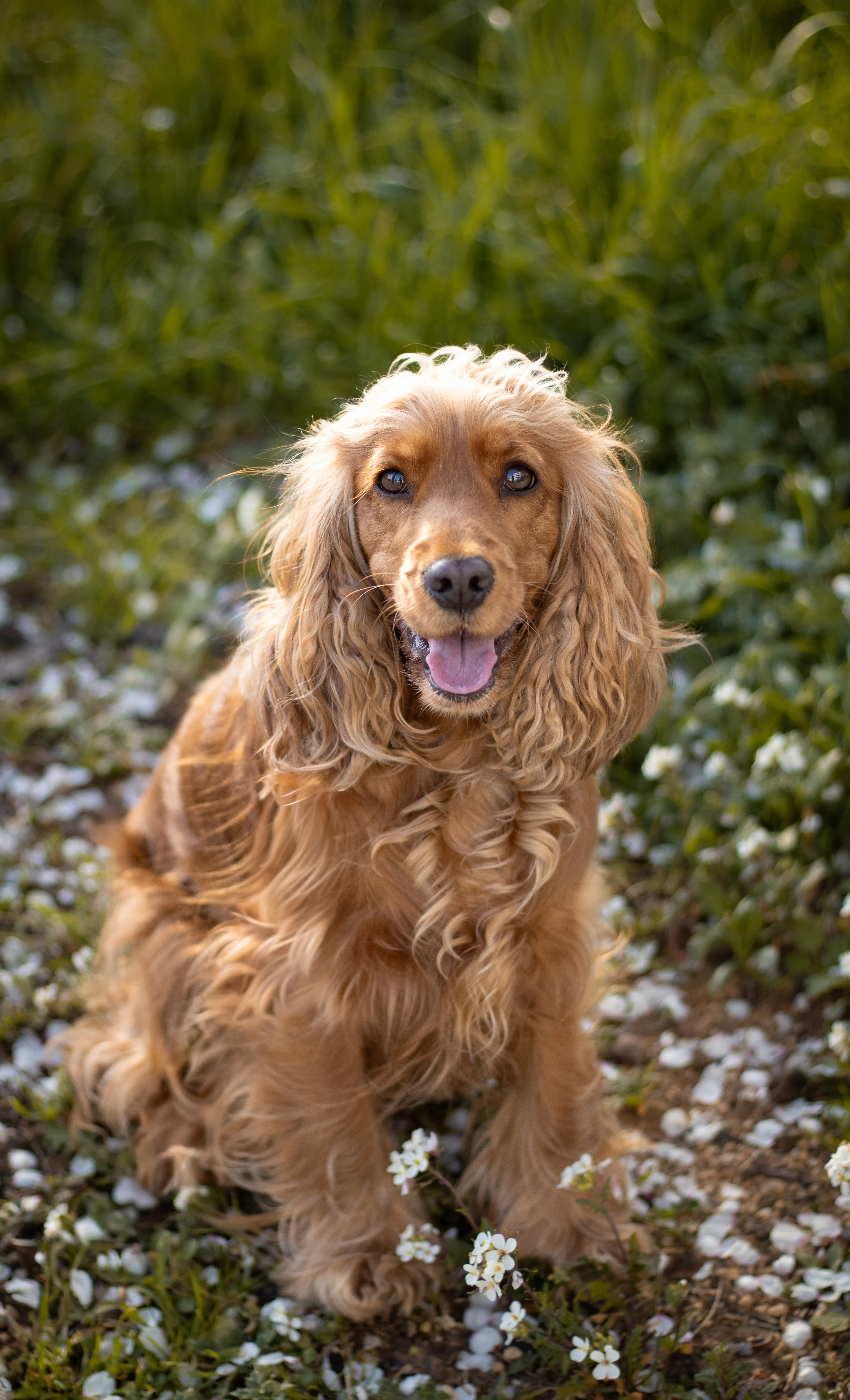 Portrait canin
