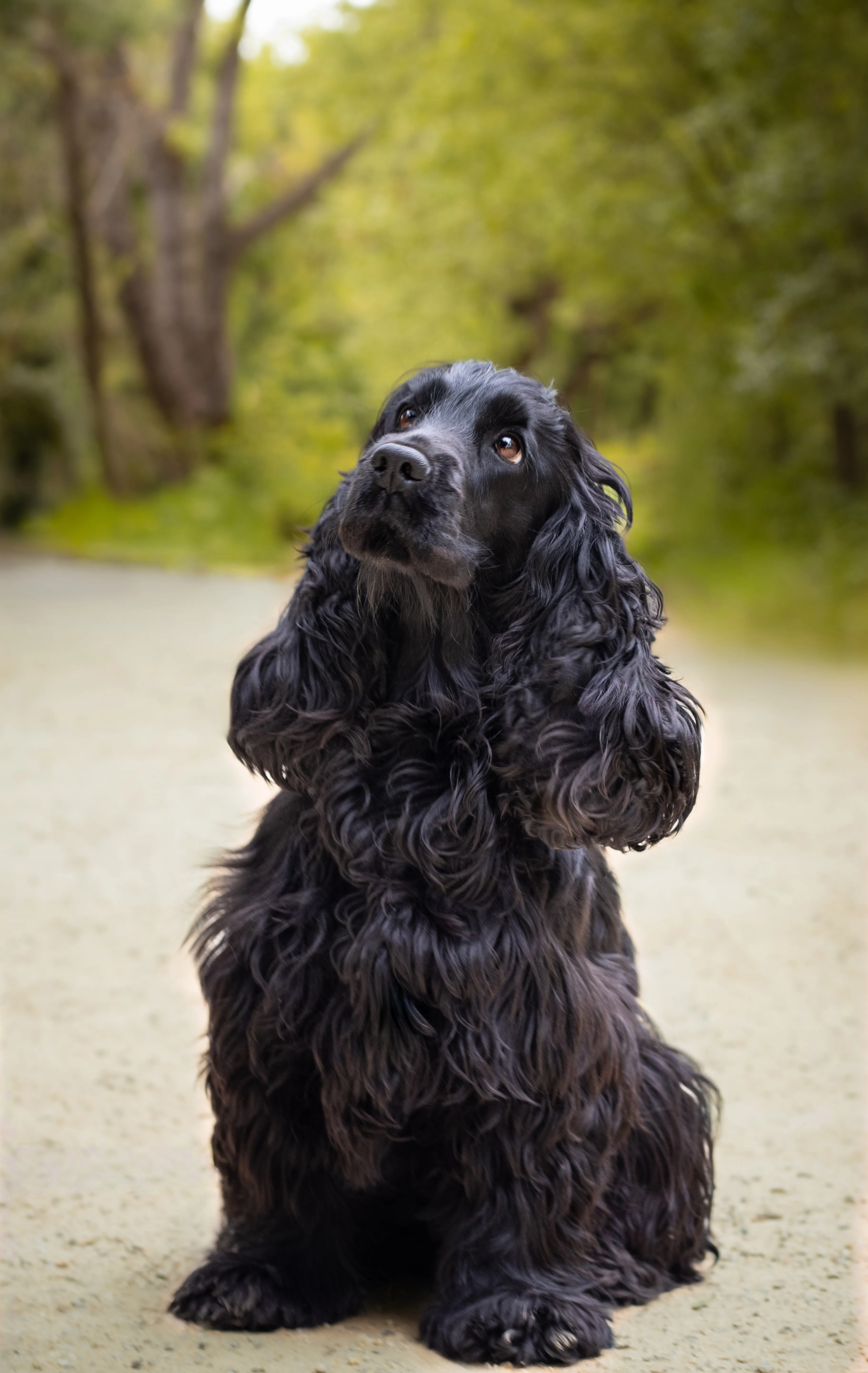 Portrait canin
