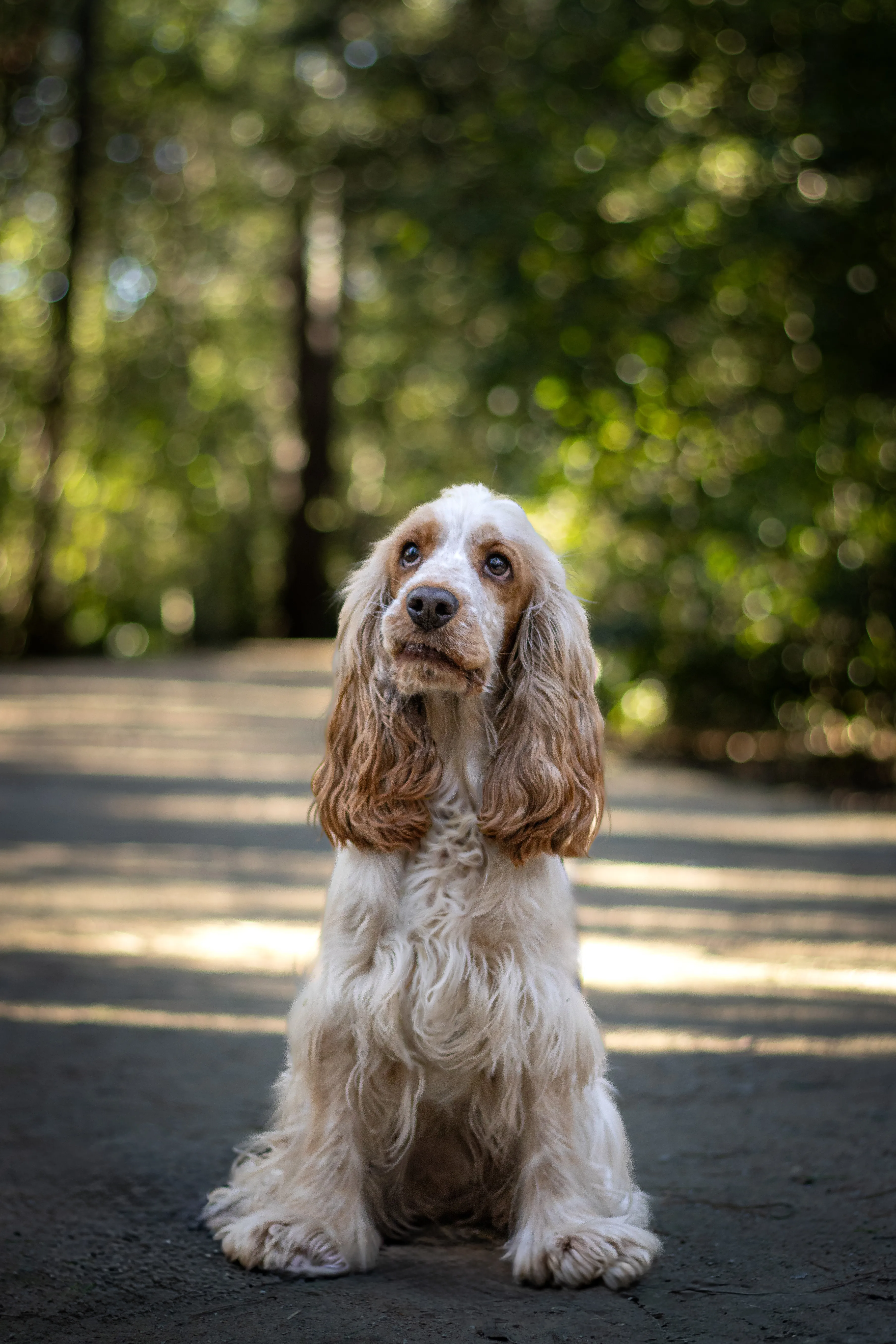 Portrait canin
