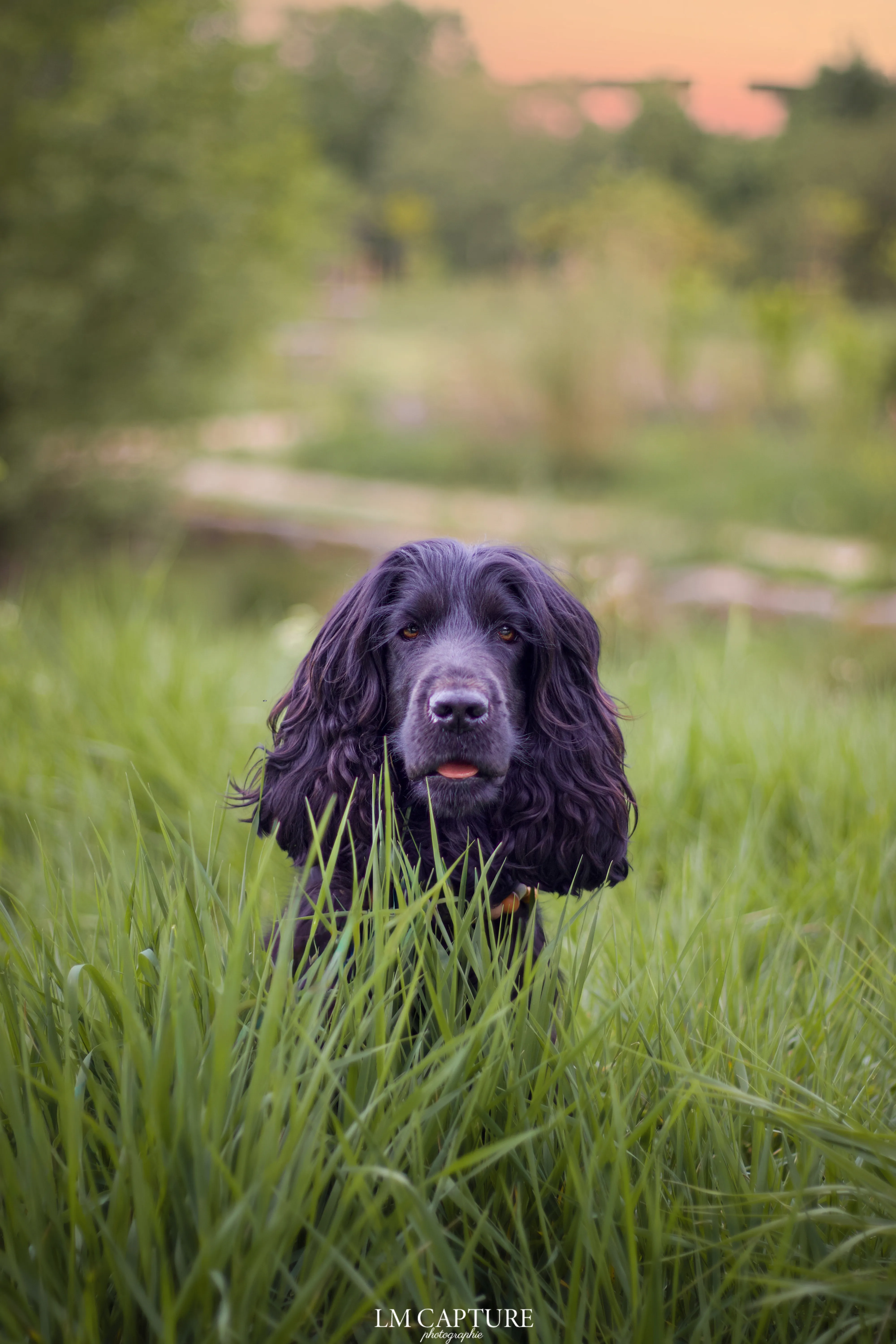 Portrait canin
